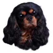 Klisterm�rke, Cavalier King Charles Spaniel